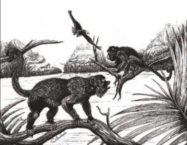 Dibujo hipotético de el mono de Varona (Paralouatta varonai) según uno de los descriptores, Oscar Arredondo, que consideró la capacidad prensil de la cola.