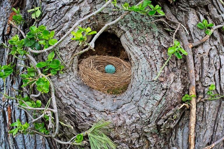 Huevo en un nido
